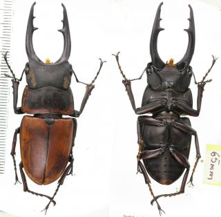 Prosopocoilus Tragulus Assimilis - Lucanidae 65mm From Arfak West Papua Indonesia