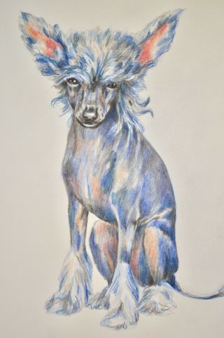 Marcia Van Woert Chinese Crested Dog Artwork Raintree Kennel Studio