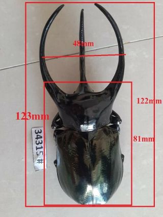 34315 Vietnam Beetles Chalcosoma Caucasus Size 123mm A1