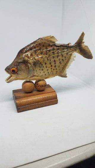 Vintage Souvenir From Brazil Real Piranha With Stand