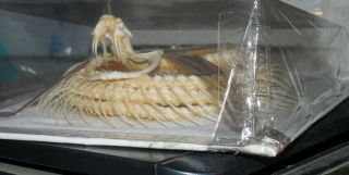 Trimeresurus Albolabris Pit Viper Real Whole Coiled Snake Skeleton Taxidermy