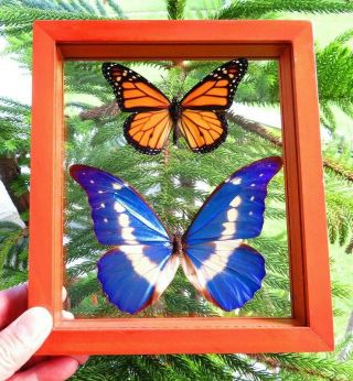 2 Real Framed Butterfly Blue Morpho Helena & Monarch Mounted Double Glass