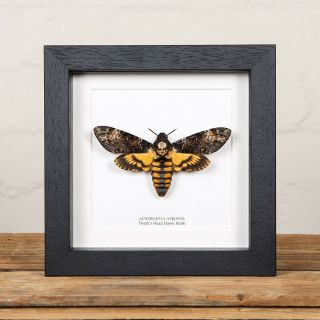 Deaths Head Hawk Moth In Black Or White Box Frame (acherontia Atropos)