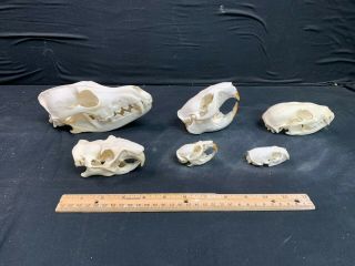 6 Real Mammal Skulls - Coyote,  Beaver,  Raccoon,  Woodchuck,  Muskrat,  Mink Skull