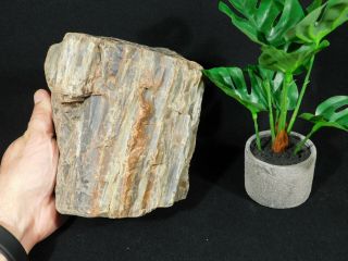 Bark A Big 225 Million Year Old Petrified Wood Fossil From Utah 3676gr
