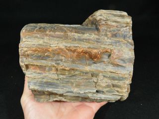 BARK A BIG 225 Million Year Old Petrified Wood Fossil From Utah 3676gr 2