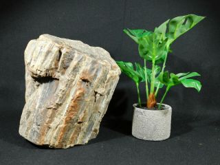 BARK A BIG 225 Million Year Old Petrified Wood Fossil From Utah 3676gr 3