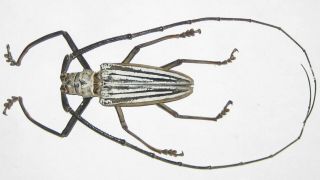 Cerambycidae Batocera Lamondi Male A1 74mm (solomons Islands) Xl