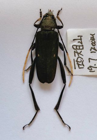 Cerambycidae Sp From Linan Zhejiang 9238