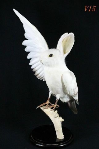 Christmas Gift Taxidermy Oddity White Rabbit Head With Dove Curious B V15