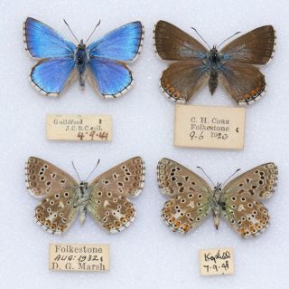 Adonis Blue - 2 Wild Caught Specimens From Various Locations