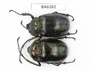Beetle.  Cheirotonus Macleayi.  Tibet,  Bomi County.  1p.  Ba6282.