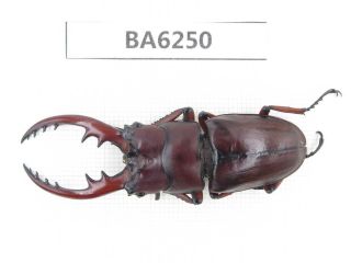 Beetle.  Prosopocoilus Sp.  Tibet,  Bomi County.  1m.  Ba6250.