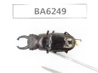 Beetle.  Prismognathus Sp.  Tibet,  Bomi County.  1m.  Ba6249.