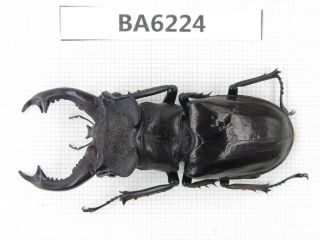 Beetle.  Lucanus Langi.  Tibet,  Motuo County.  1m.  Ba6224.