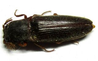 007 Pa :elateridae Species? 11.  5mm