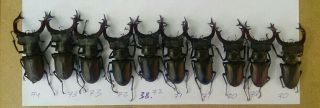 Coleoptera Lucanidae Lucanus Cervus A1/ 10 Piece/70 - 74 Mm / Ukraina
