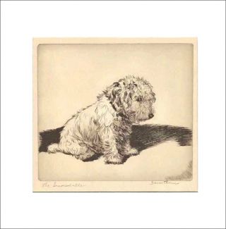 The Inconsolable Dog Print 1935 By Diana Thorne Sealyham Terrier White Mat 12x12