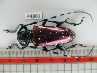 44861 Cerambycidae Sp.  Vietnam C.  Over 2000m
