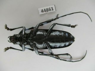 44861 Cerambycidae sp.  Vietnam C.  over 2000m 2