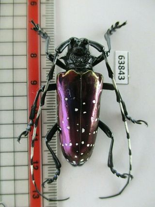 63843 Cerambycidae Sp.  Vietnam C.  Over 2000m