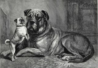 Dog Pug Dancing Next To Giant Mastiff,  Best Friends,  Large 1880s Antique Print