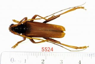 1x.  Cerambycidae Species From Palolo,  Central Sulawesi (5524)