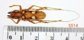 1x.  Cerambycidae Species From Palolo,  Central Sulawesi (5514)