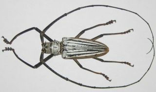 Cerambycidae Batocera Lamondi Male A1 76mm (solomons Islands) Xl