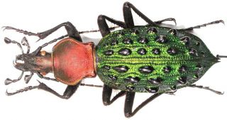 14.  Carabidae - Carabus (coptolabrus) Mirificus Ssp.  Elisabetianus … Male