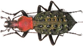 13.  Carabidae - Carabus (coptolabrus) Mirificus Ssp.  Inusitatus … Male