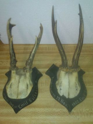 Very Old Jackalope Mounted Antlers Jackrabbit,  Very Rare And Unique Find (bb)