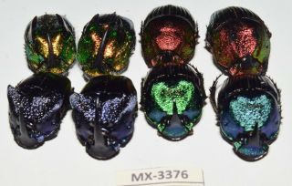 Phanaeus - Colection Sp.  Mexico Very Rarest - Mx - 3376
