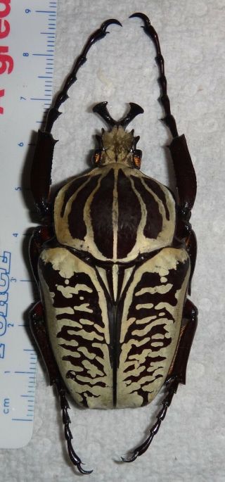 Huge Goliathus Albosignathus 65mm Goliath Beetle Tanzania,  Africa Insect Bug