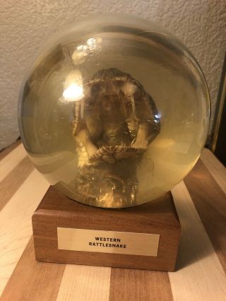 Vintage Western Rattlesnake Taxidermy Head Crystal Vu Ball Display Nature Gems