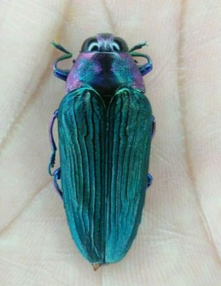Coleoptera Buprestidae Colobogaster Sp.  Rere 33mm Nº 160 From Peru