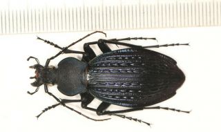 Carabidae Carabus Apotomopterus From Guangdong