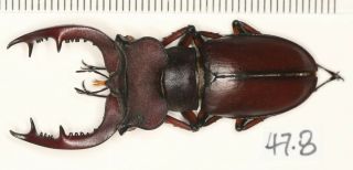 Lucanidae Lucanus Sp.  From Fujian