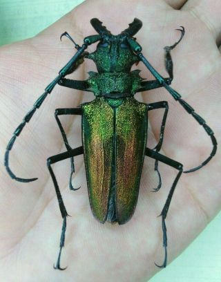Coleoptera Psalidognathus Superbus 56mm Male Nº 136 From Peru