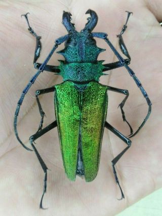 Coleoptera Psalidognathus Superbus 55mm Male Nº 130 From Peru