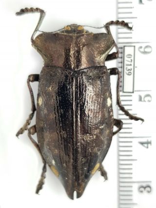 Buprestidae Polybothris Goryi Madagascar Rare (with Gps - Data)