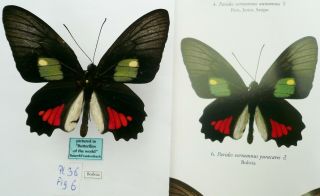 Parides Vertumnus Yuracares Male From Bolivia (pictured In Butterflies Of The Wo
