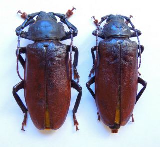 Cerambycidae.  Prioninae.  Rhaesus Serricollis Pair From N.  W.  Caucasus.