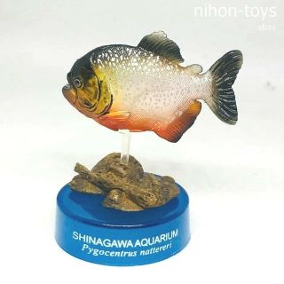 Kaiyodo Capsule Aquarium Pygocentrus Natteri Red Piranha / Red - Bellied Piranha