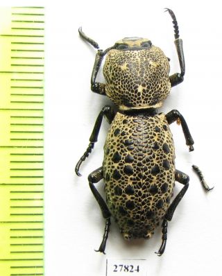 Zopheridae,  Zopherus Sp. ,  Mexico A1 -