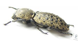 Zopheridae,  Zopherus sp. ,  Mexico A1 - 2