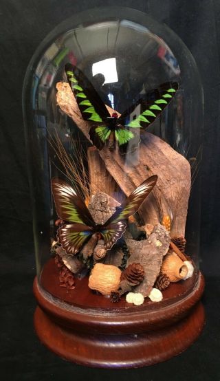 Ornithroptera Brookiana Butterfly Pair Inside Glass Dome & Wood Base