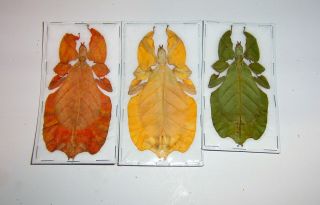Phyllium Pulchriphyllium Bioculatum Leaf Insects 3 Color Forms Adult Specimens