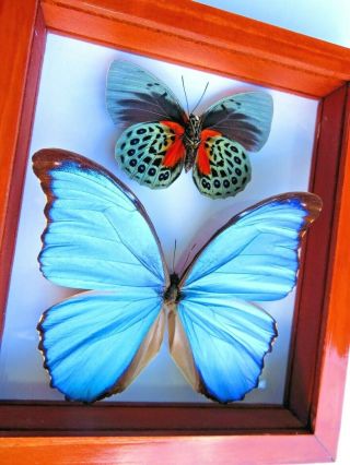 2 Real Framed Butterfly Blue Morpho Didius & Famous Agrias Beatifica Lachaumei