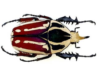 Mecynorrhina Ugandensis Male Big 62mm,  Fantastic Color Cetonidae Uganda